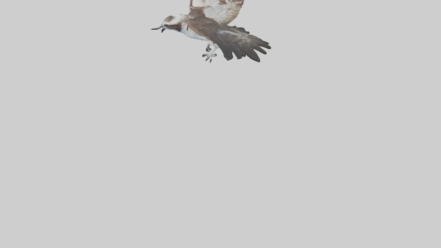 Osprey diving model 3D model
