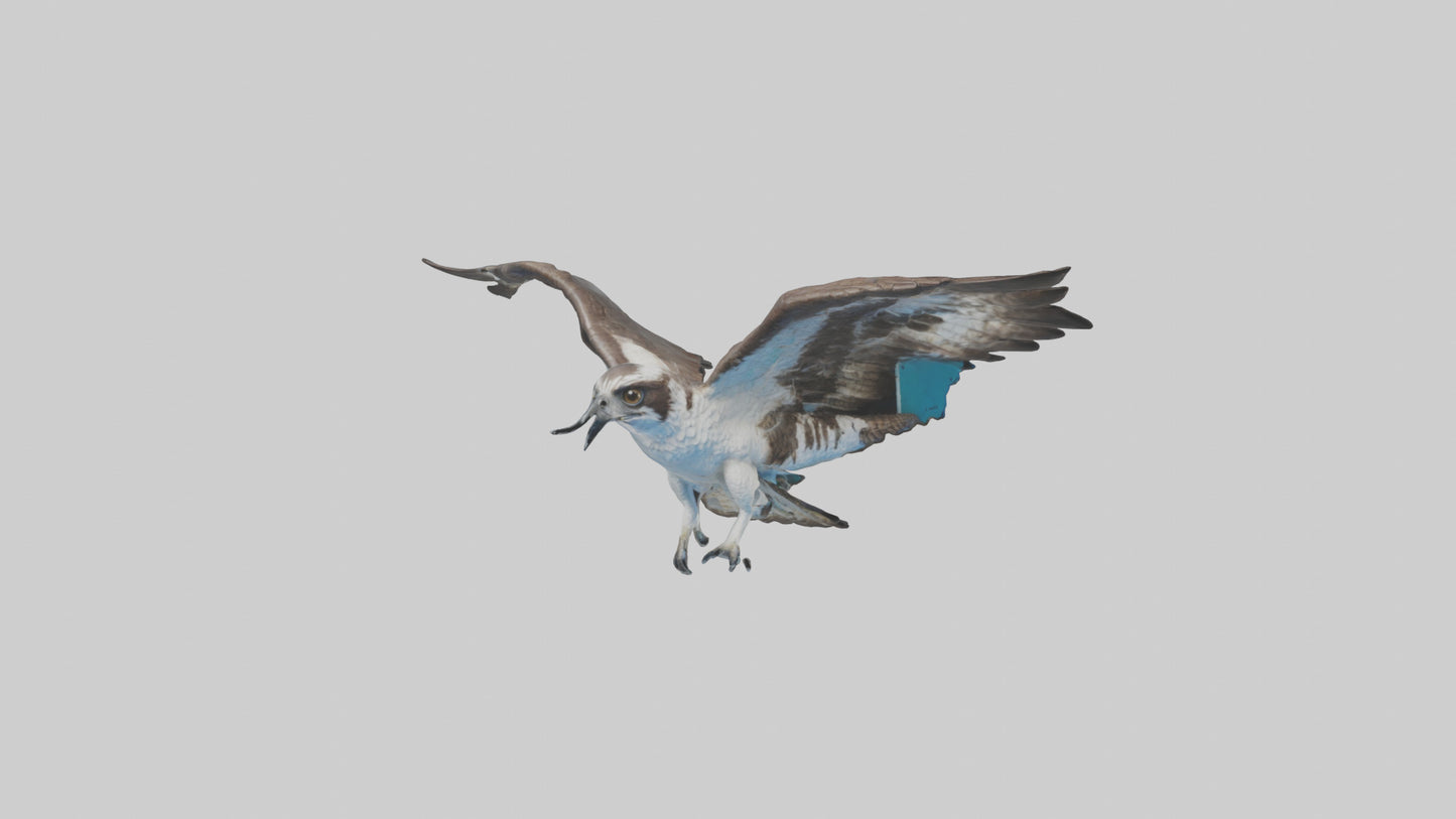Osprey diving model 3D model