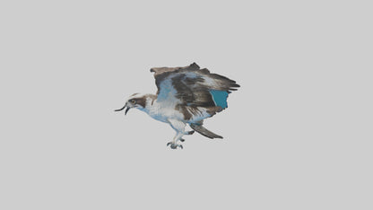 Osprey diving model 3D model