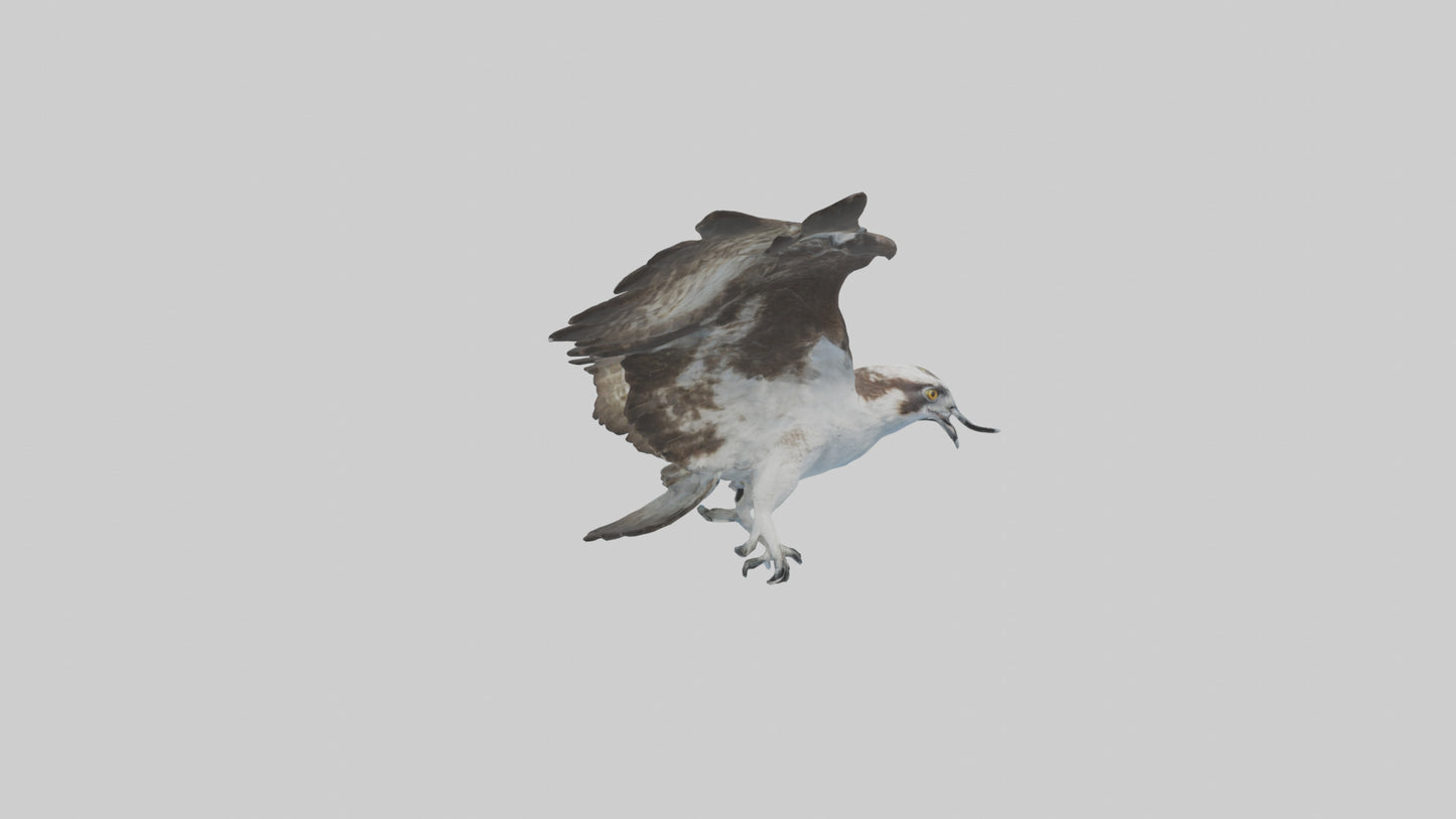 Osprey diving model 3D model