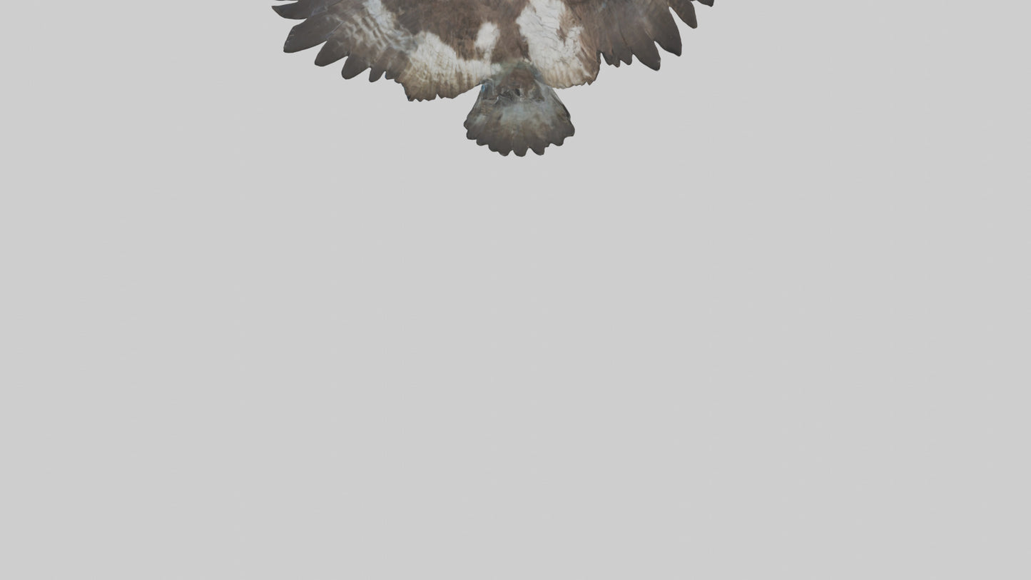 Osprey diving model 3D model