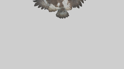 Osprey diving model 3D model
