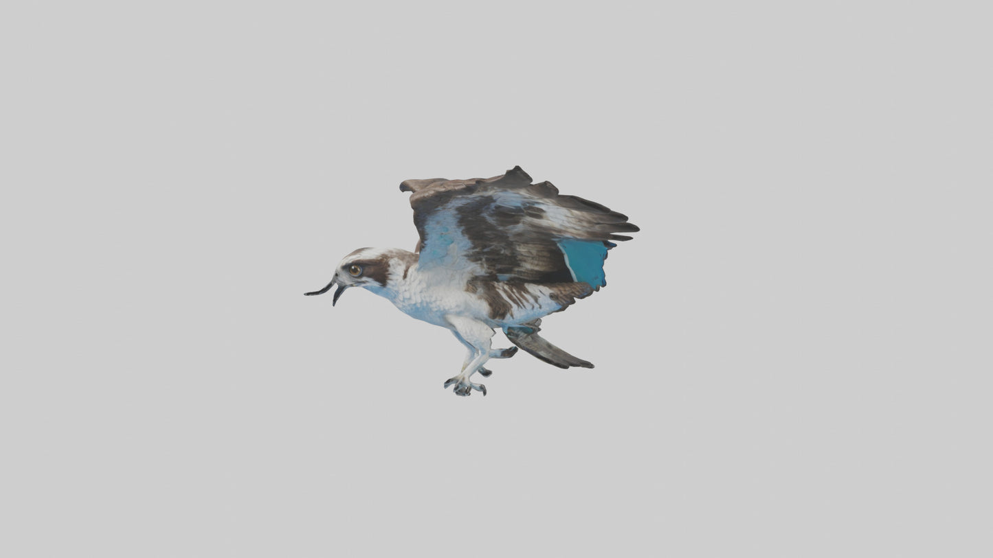 Osprey diving model 3D model