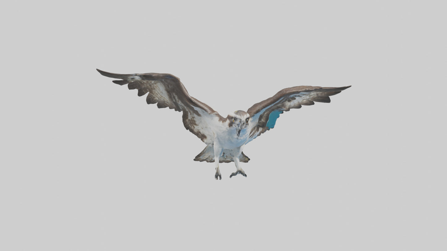 Osprey diving model 3D model
