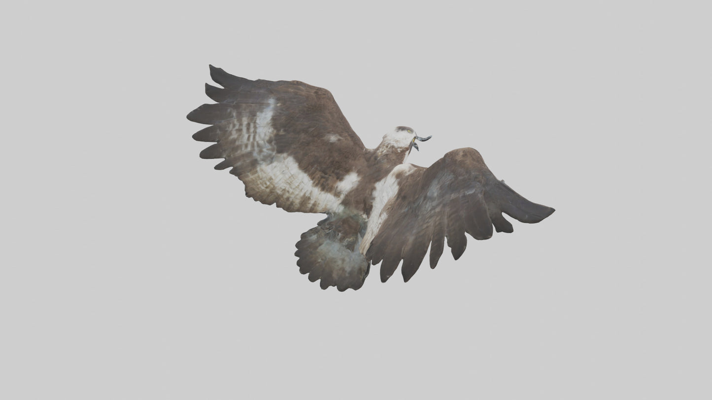 Osprey diving model 3D model