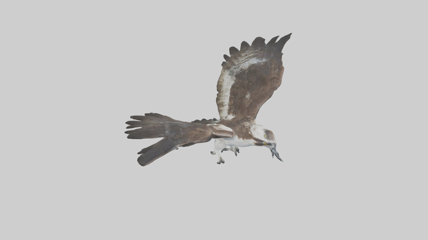 Osprey diving model 3D model