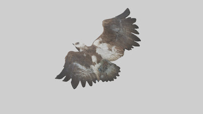 Osprey diving model 3D model