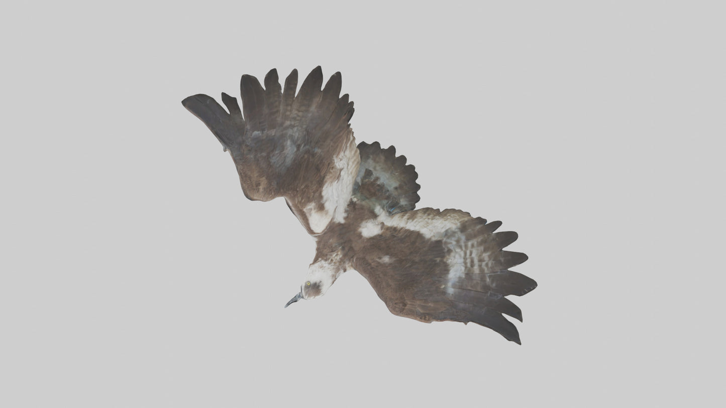 Osprey diving model 3D model