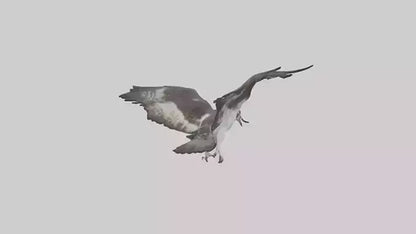 Osprey diving model 3D model
