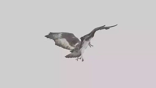 Osprey diving model 3D model