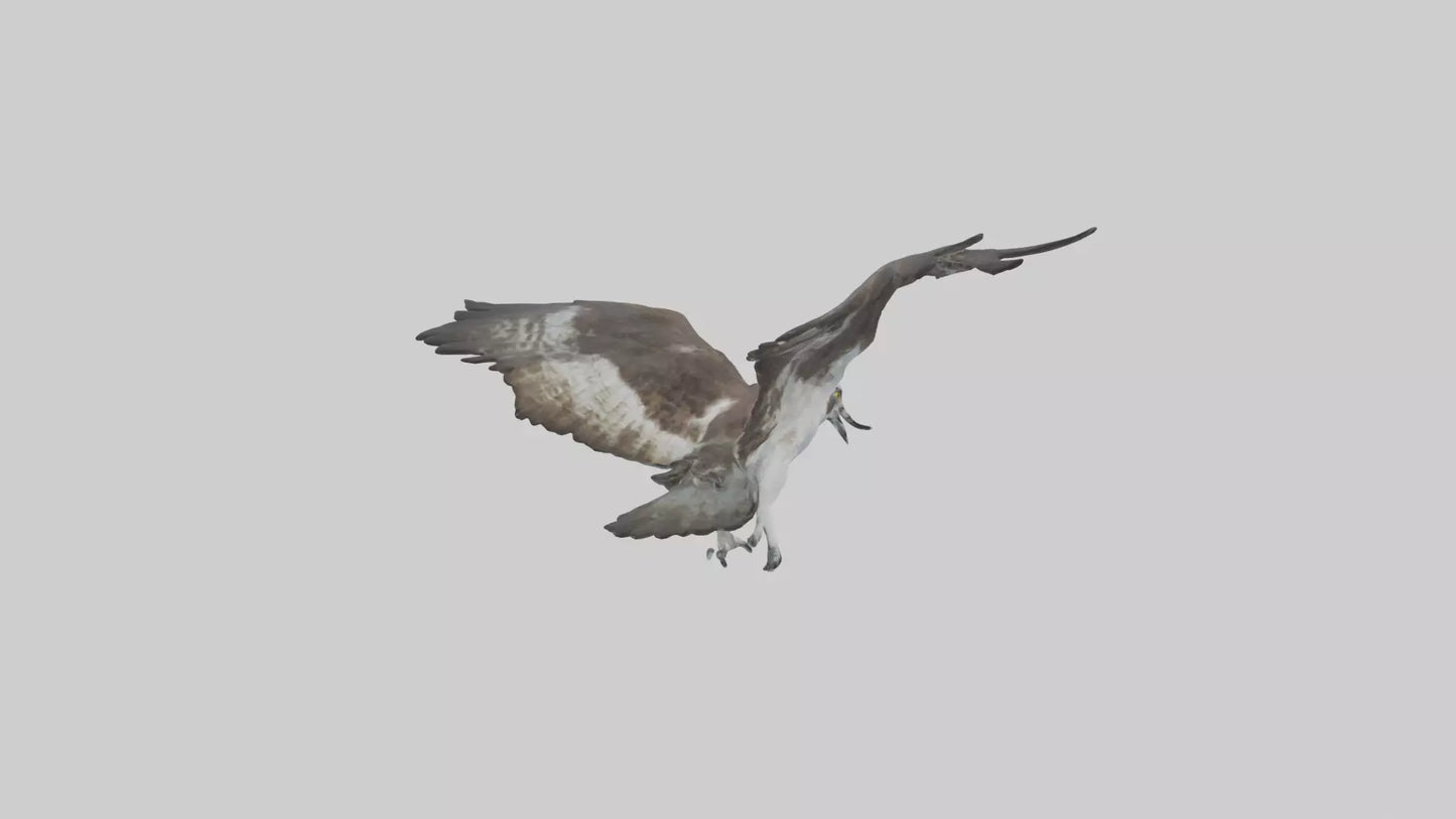 Osprey diving model 3D model