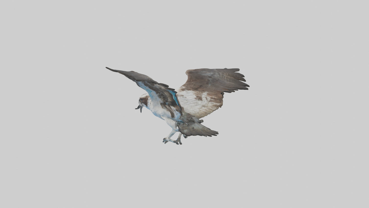 Osprey diving model 3D model