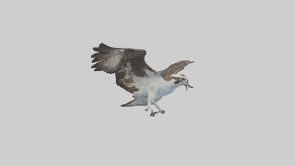 Osprey diving model 3D model