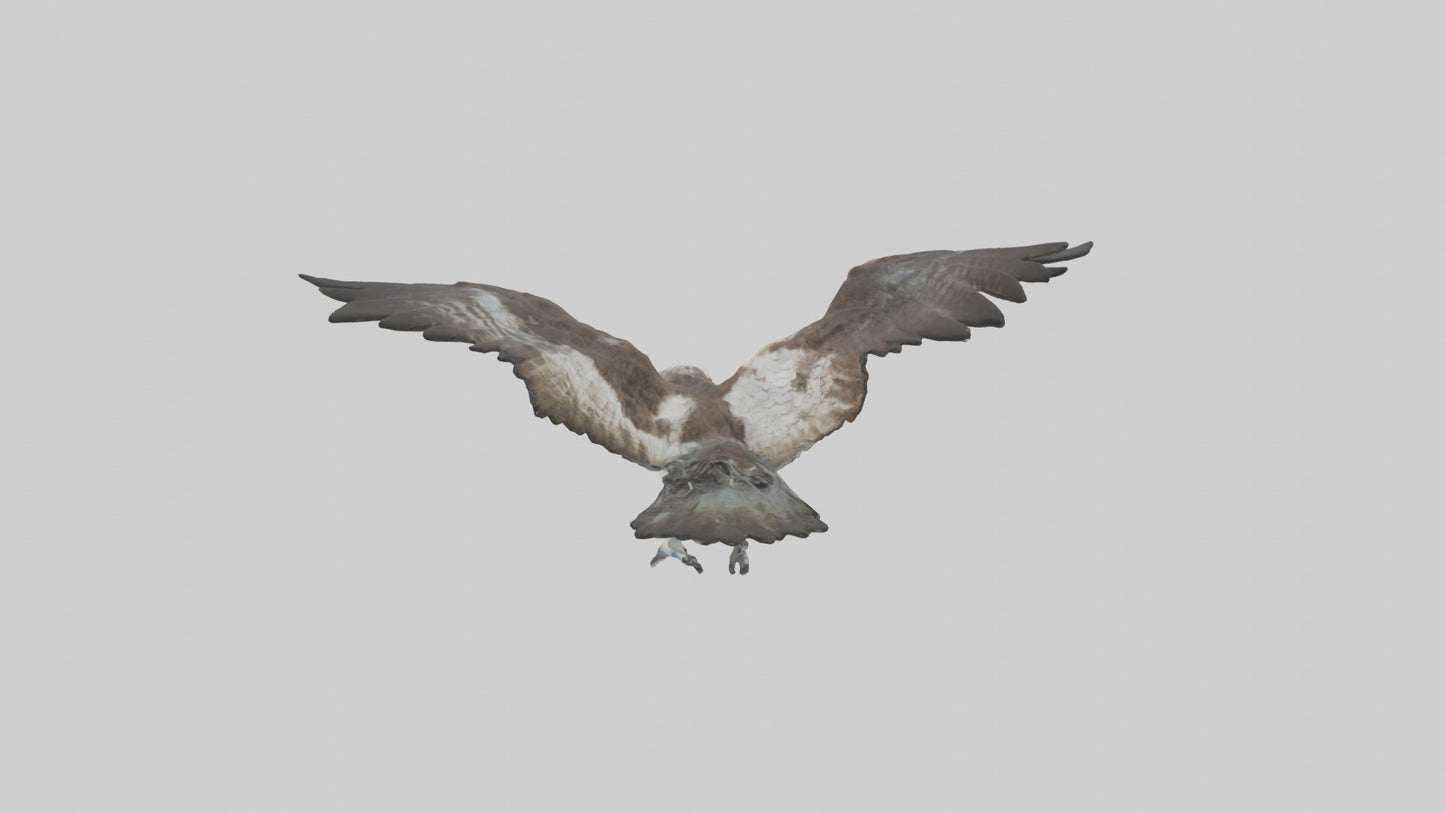 Osprey diving model 3D model