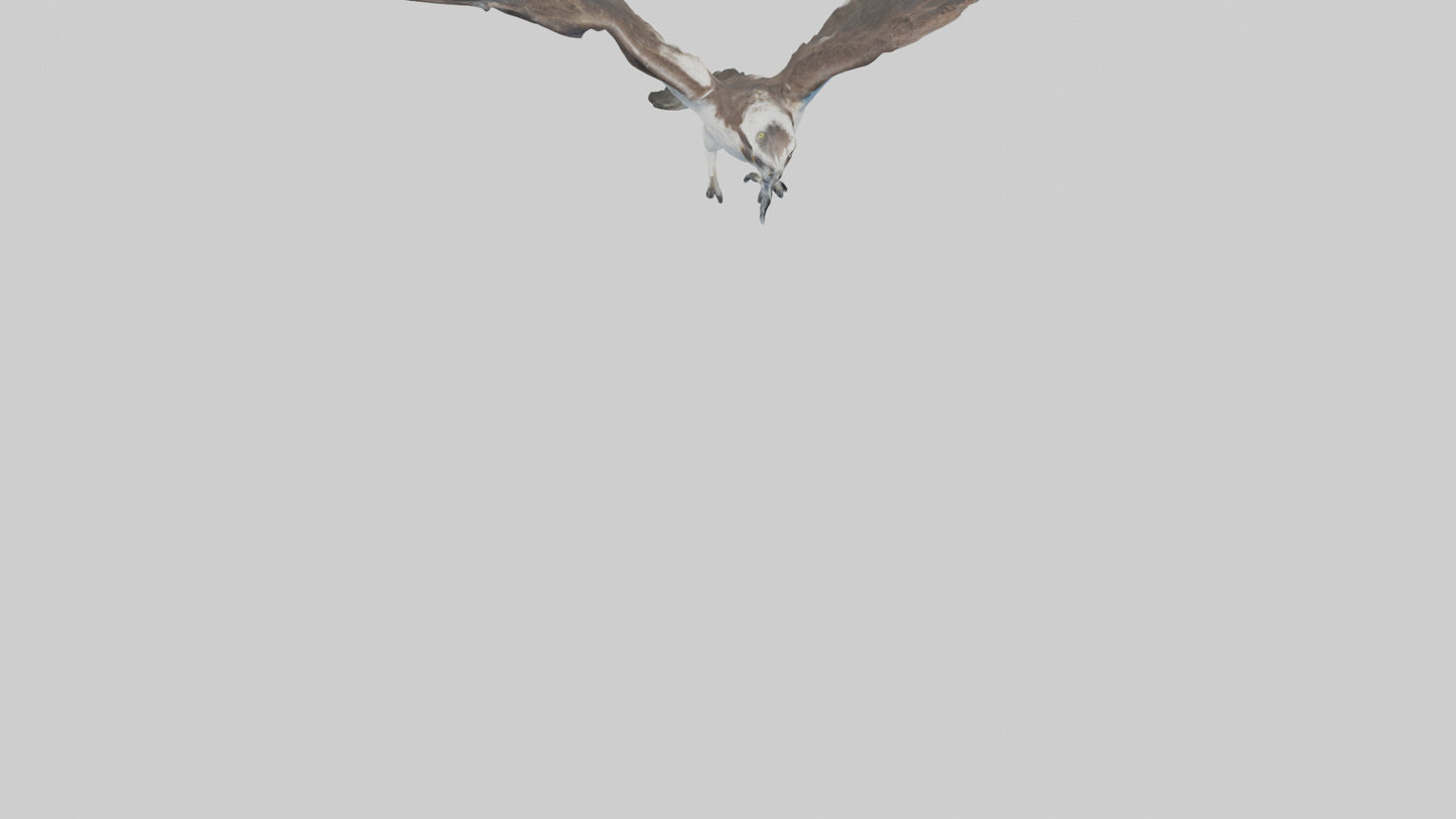Osprey diving model 3D model