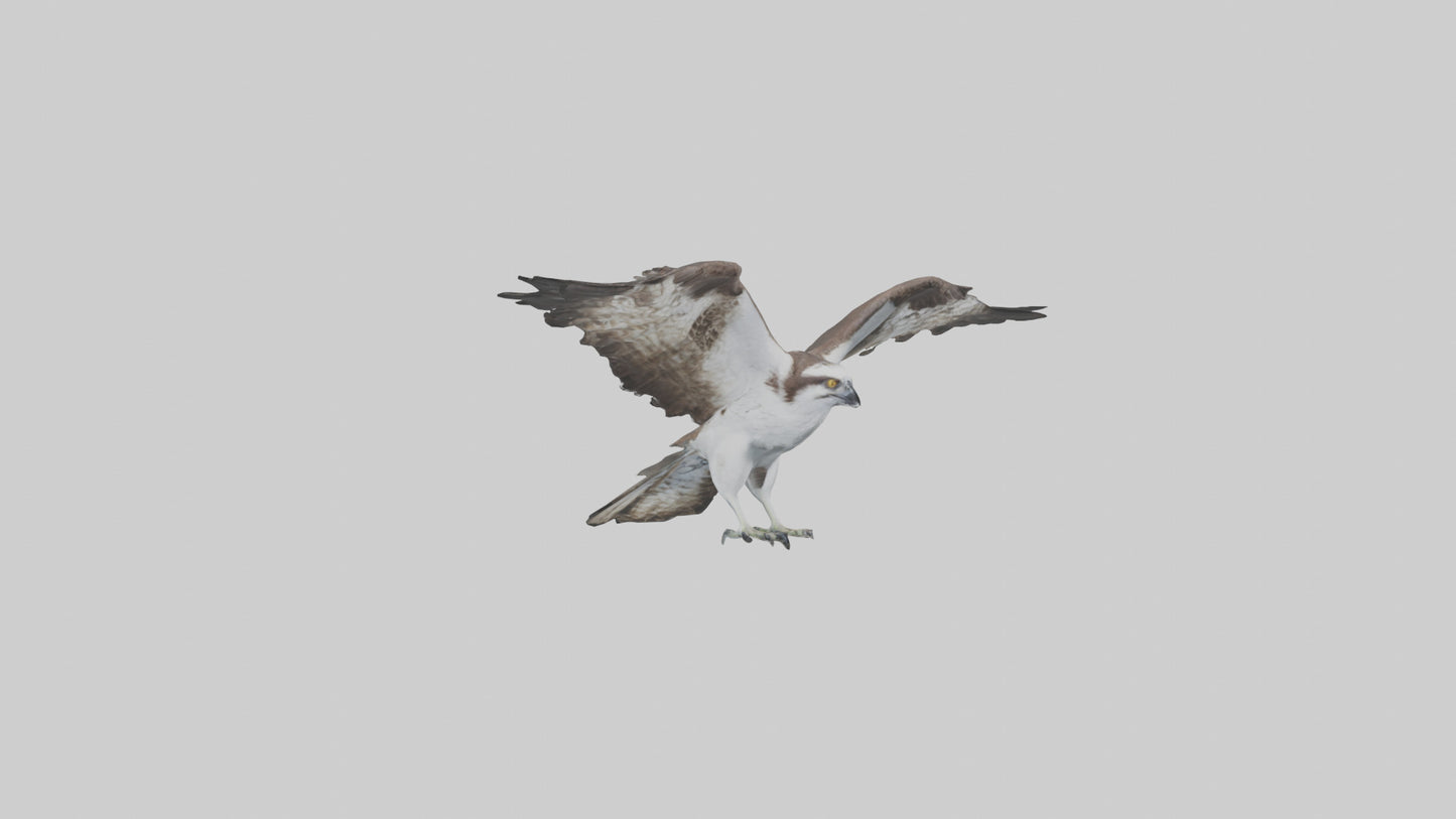 3D model Osprey fishing model VR / AR / low-poly