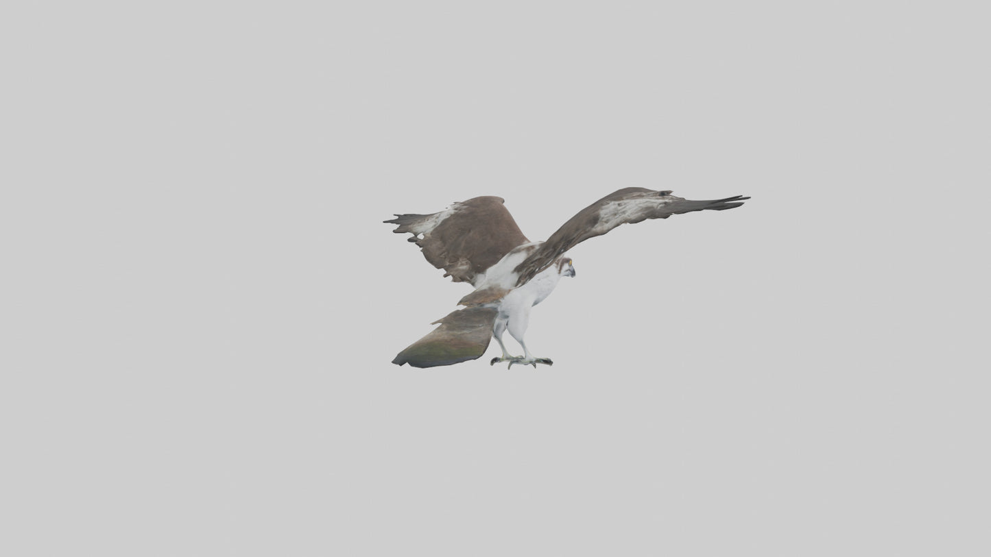 3D model Osprey fishing model VR / AR / low-poly