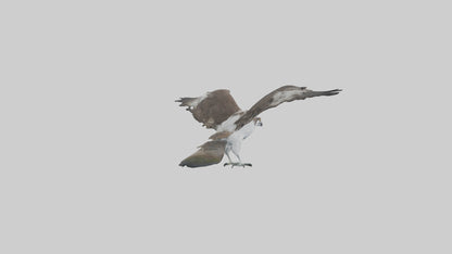 3D model Osprey fishing model VR / AR / low-poly