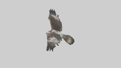 3D model Osprey fishing model VR / AR / low-poly