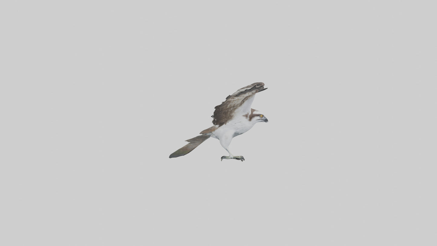 3D model Osprey fishing model VR / AR / low-poly