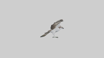 3D model Osprey fishing model VR / AR / low-poly