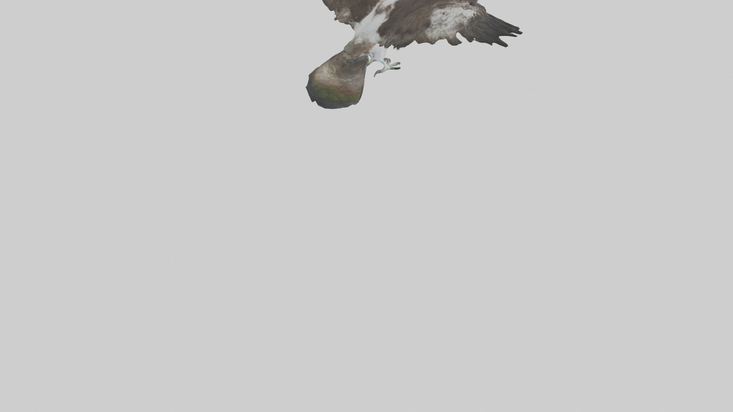 3D model Osprey fishing model VR / AR / low-poly