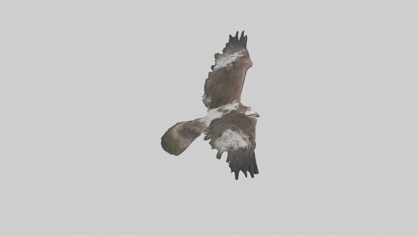 3D model Osprey fishing model VR / AR / low-poly