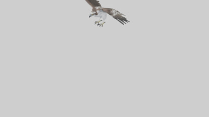3D model Osprey fishing model VR / AR / low-poly