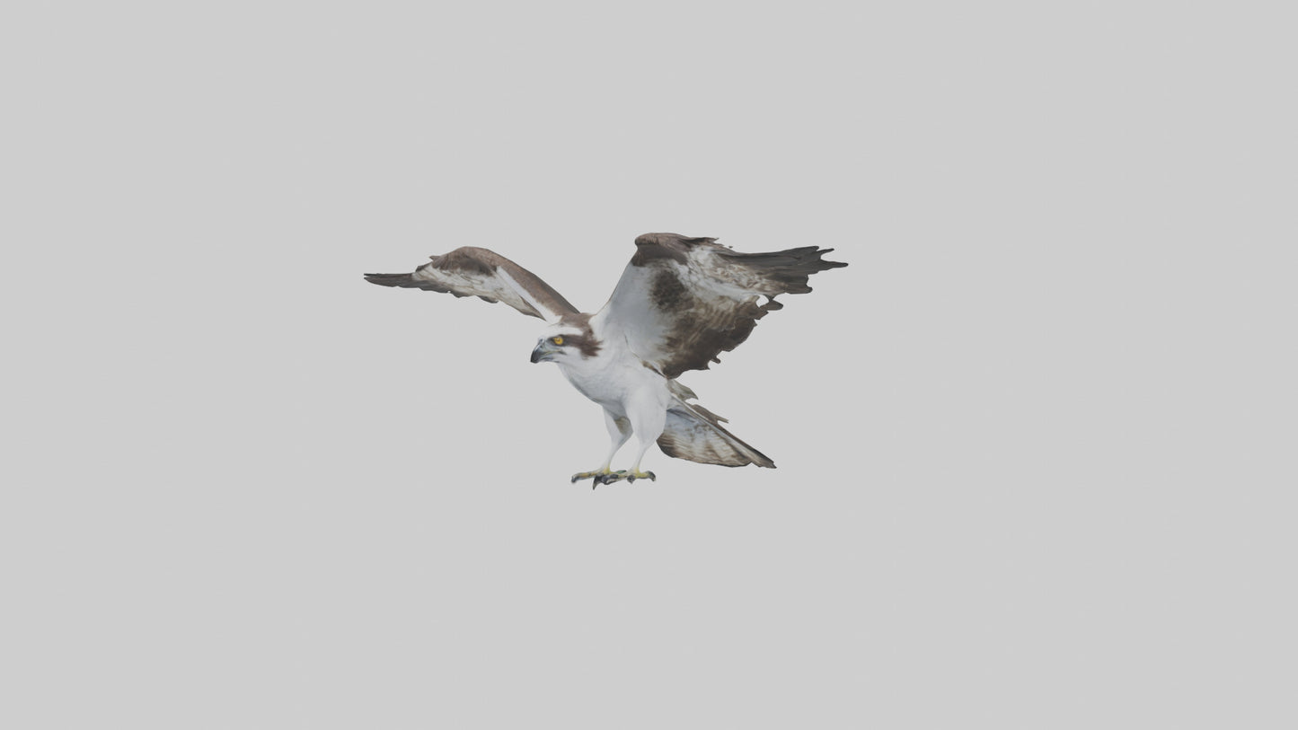 3D model Osprey fishing model VR / AR / low-poly