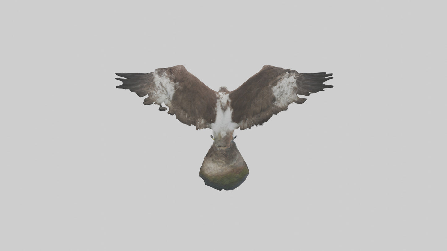 3D model Osprey fishing model VR / AR / low-poly