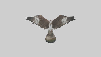 3D model Osprey fishing model VR / AR / low-poly