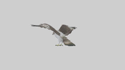 3D model Osprey fishing model VR / AR / low-poly