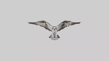 3D model Osprey fishing model VR / AR / low-poly