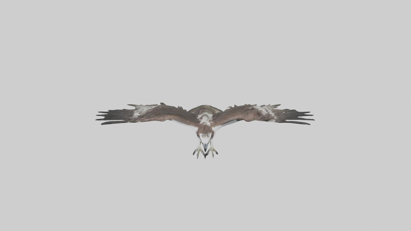 3D model Osprey fishing model VR / AR / low-poly