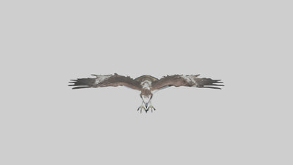 3D model Osprey fishing model VR / AR / low-poly