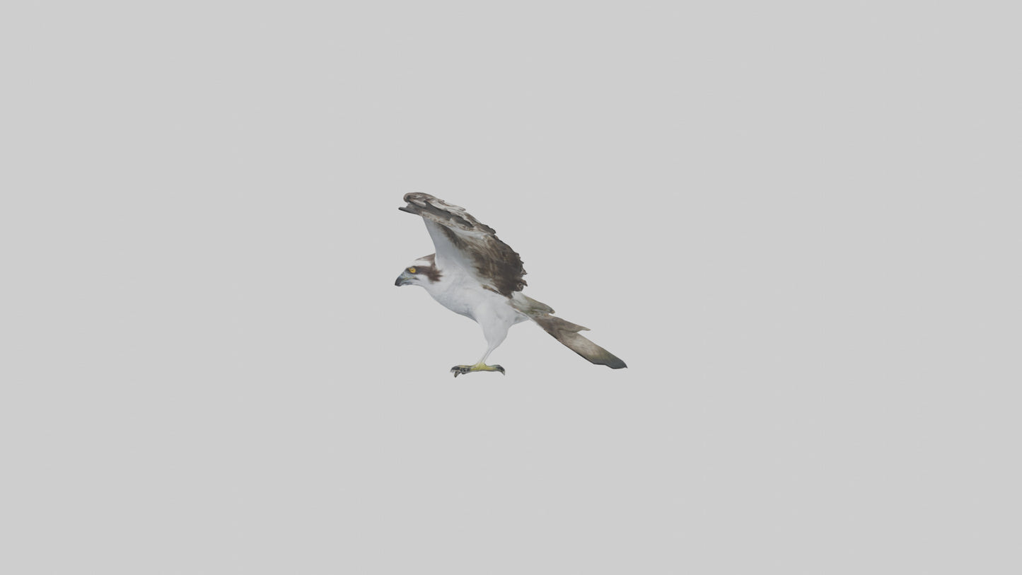 3D model Osprey fishing model VR / AR / low-poly