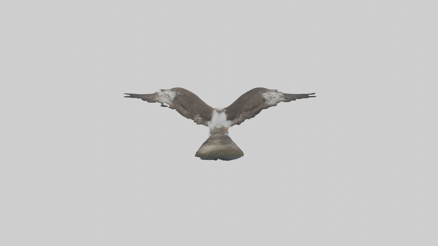 3D model Osprey fishing model VR / AR / low-poly
