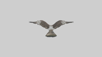 3D model Osprey fishing model VR / AR / low-poly