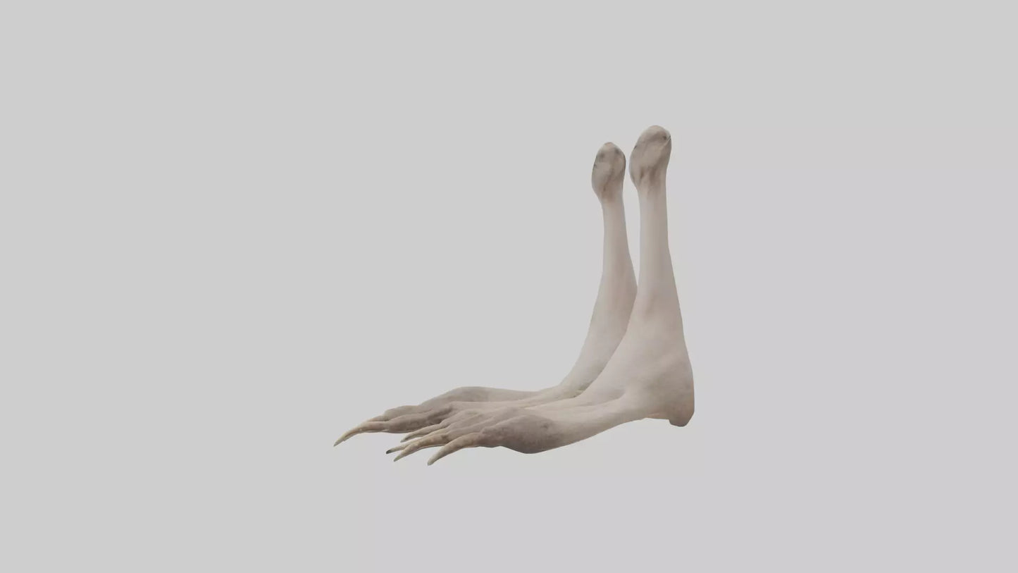 Ostrich Feet Model 3D model