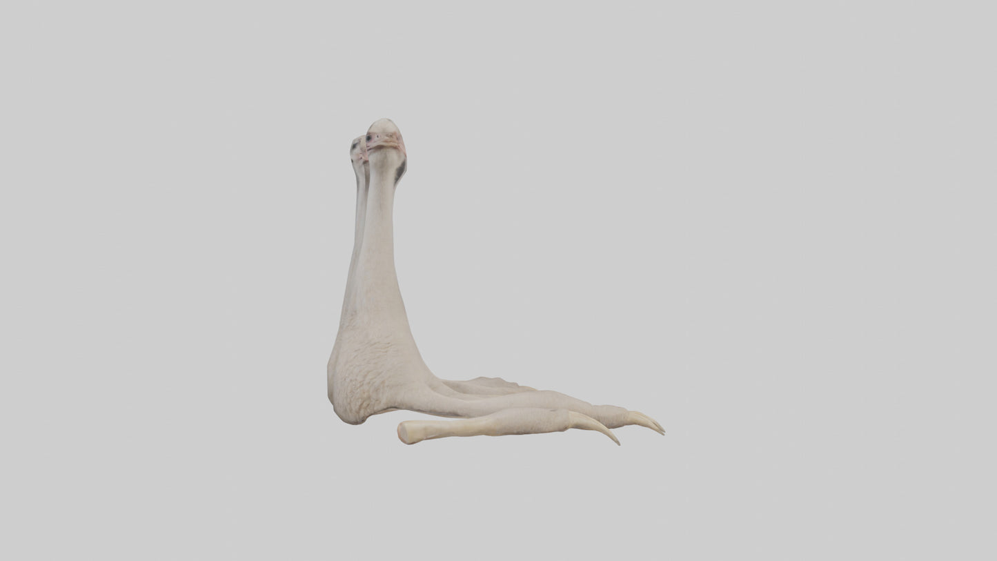 Ostrich Feet Model 3D model
