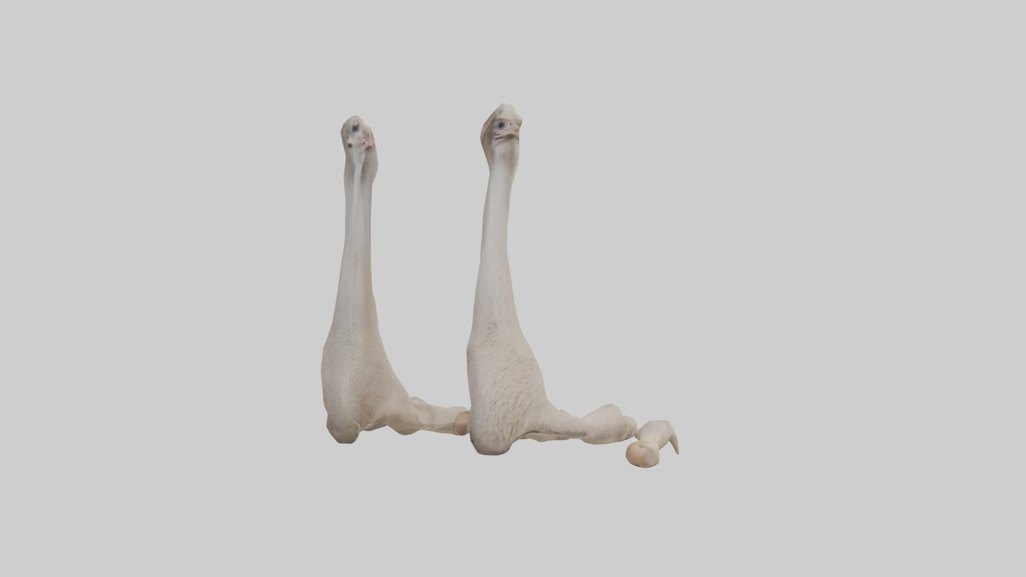 Ostrich Feet Model 3D model