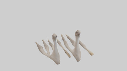 Ostrich Feet Model 3D model
