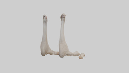 Ostrich Feet Model 3D model