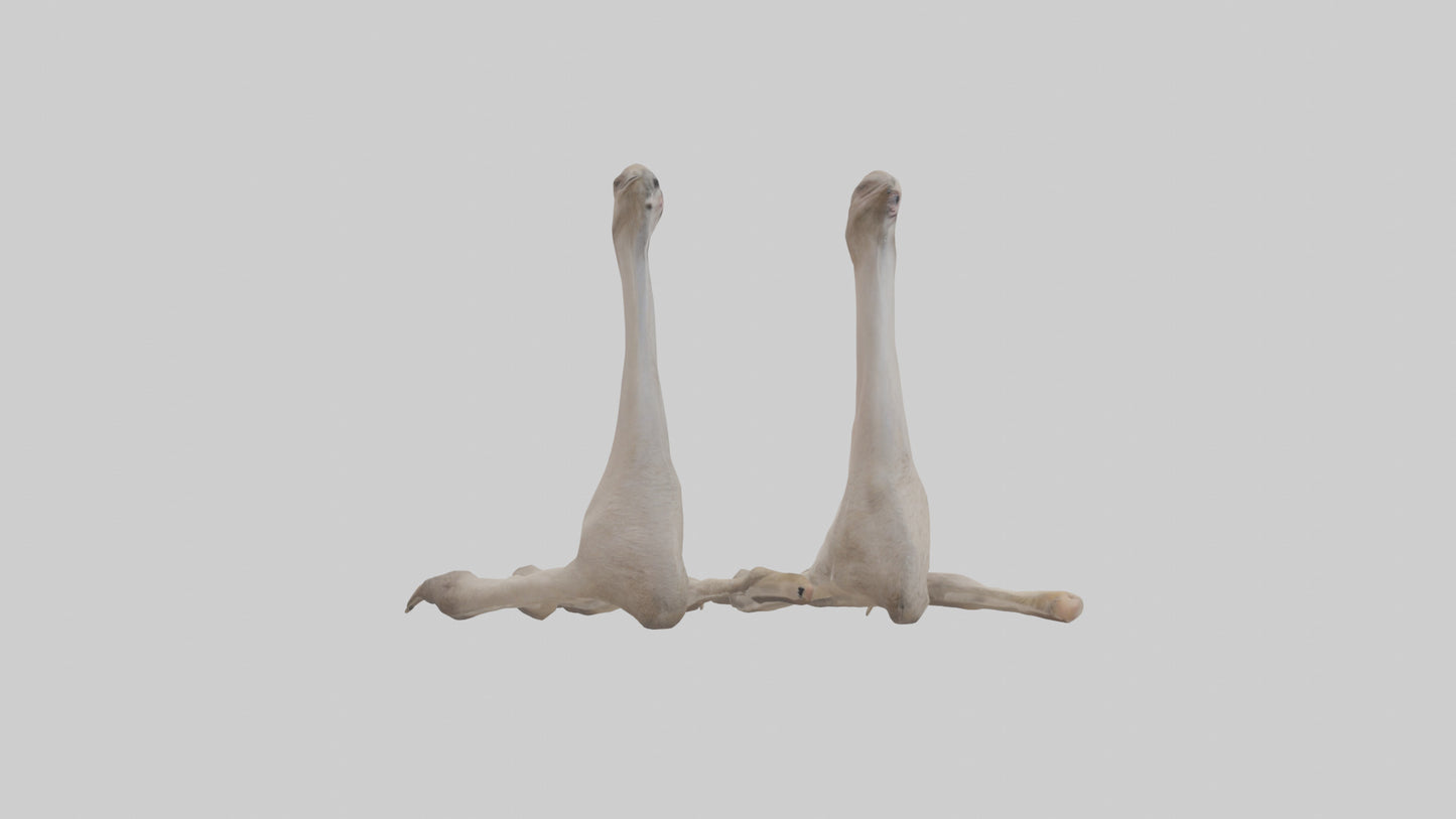 Ostrich Feet Model 3D model