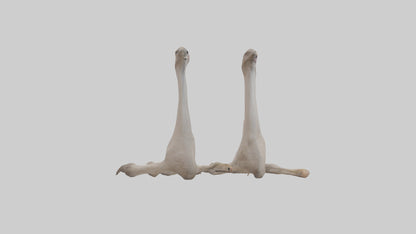 Ostrich Feet Model 3D model