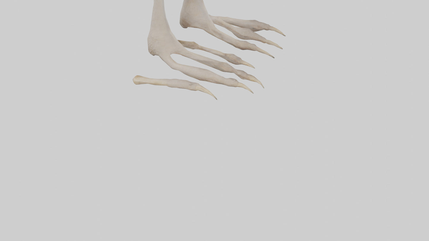 Ostrich Feet Model 3D model
