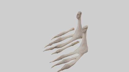 Ostrich Feet Model 3D model