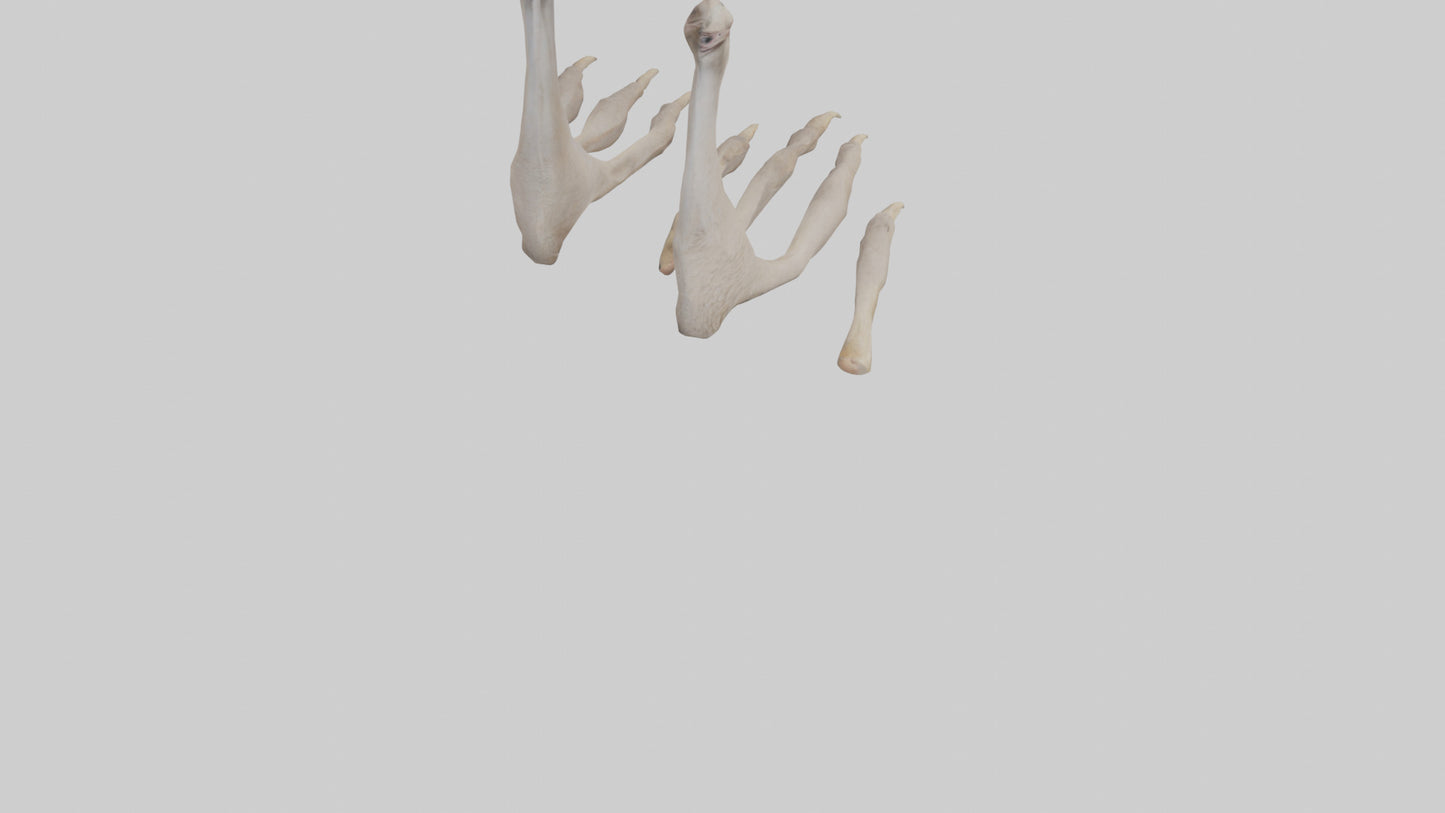 Ostrich Feet Model 3D model