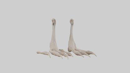 Ostrich Feet Model 3D model