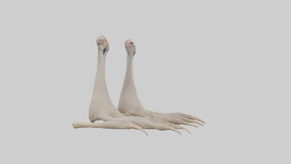 Ostrich Feet Model 3D model